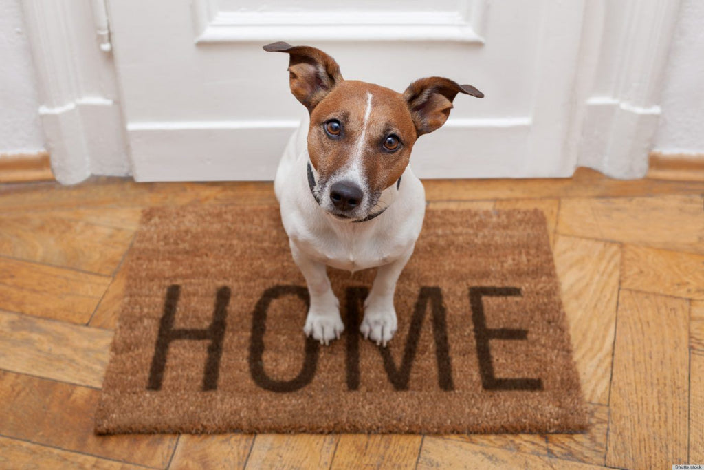 Ideas para quedarte en casa con tu perro