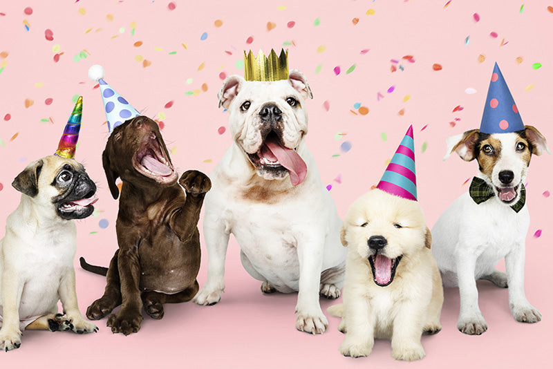 Cómo organizar una fiesta de cumpleaños para tu perro