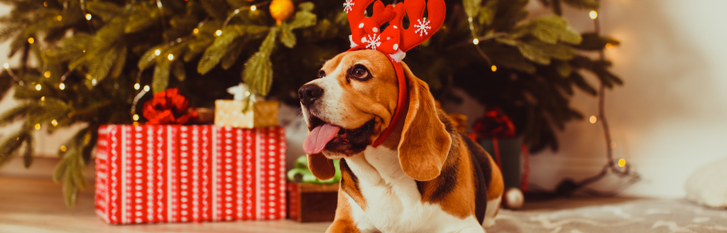 Ideas para regalar estas Navidades: detalles con estilo para perros y personas que los adoran