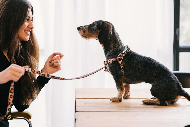 Guía de arneses para perro de Brott Barcelona: calidad, sostenibilidad y estilo para tu amigo de 4 patas