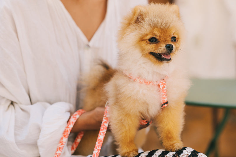 Los beneficios de usar un arnés en perros pequeños y mini – Brott Barcelona