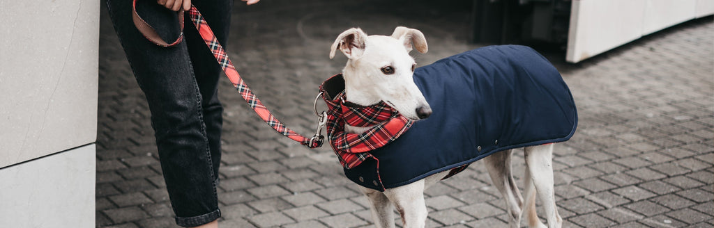 Abrigos para perros: consejos y beneficios para disfrutar del invierno con estilo
