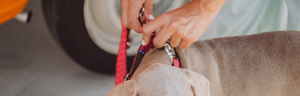 Cómo cuidar y limpiar el collar de tu perro para que dure más tiempo