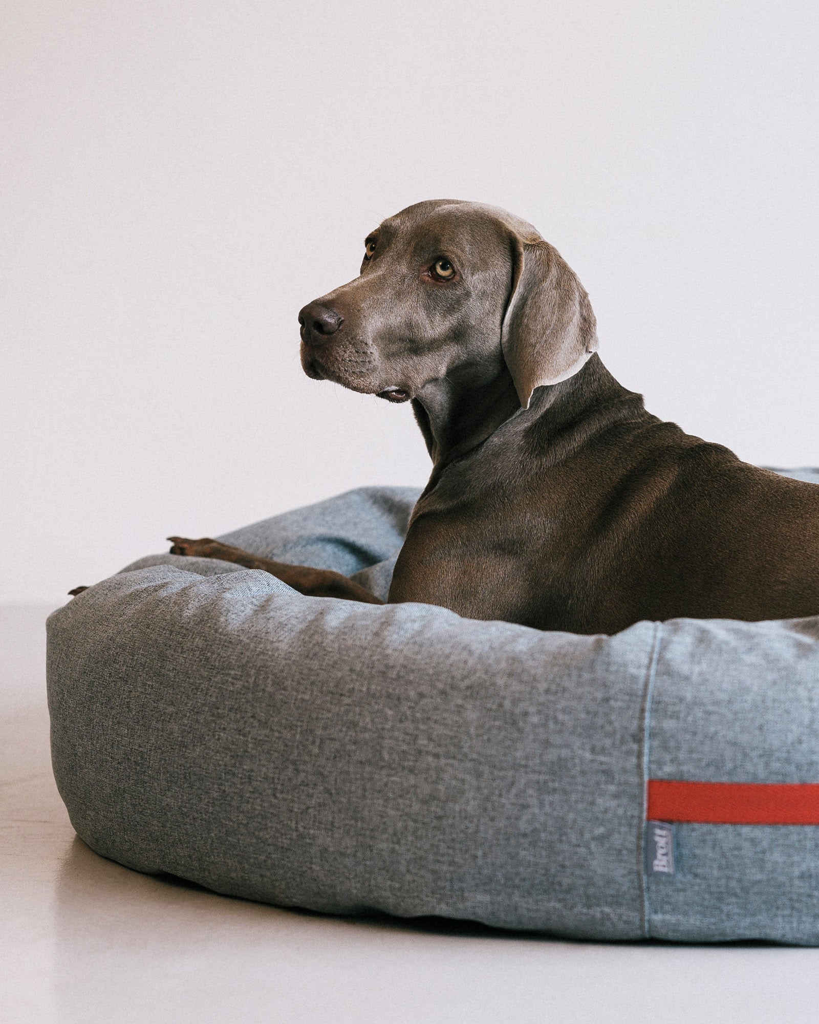 Cama ecologica para online perros