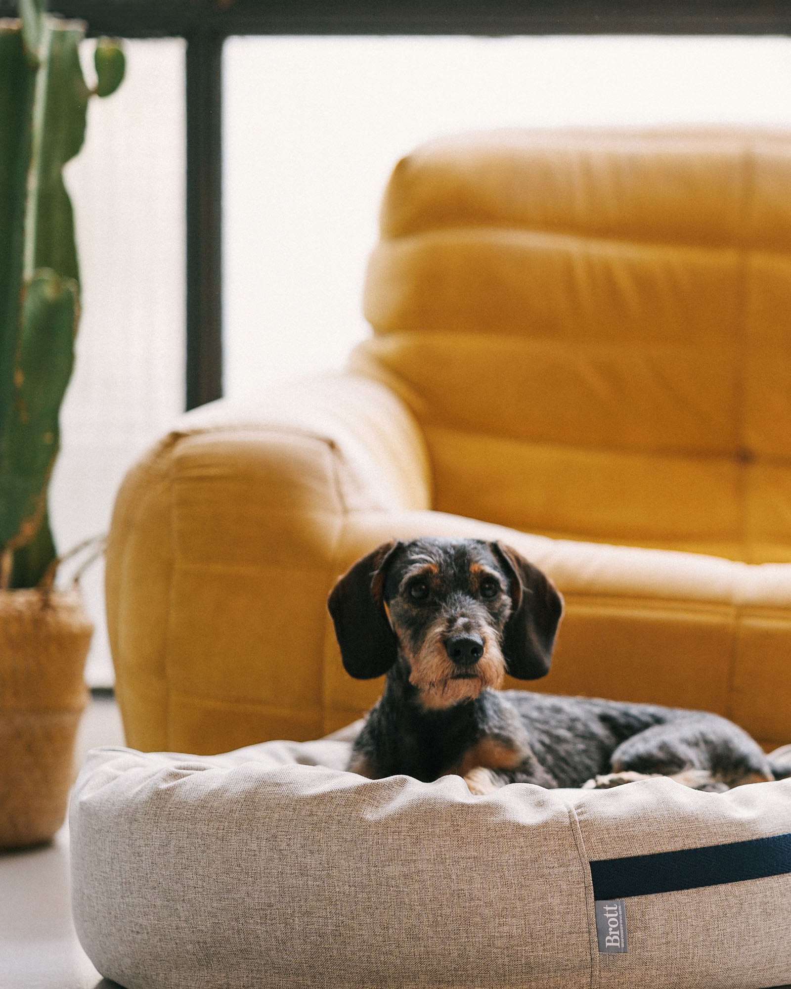 ᐅ ROUND BED Sand Dog bed Brott Barcelona