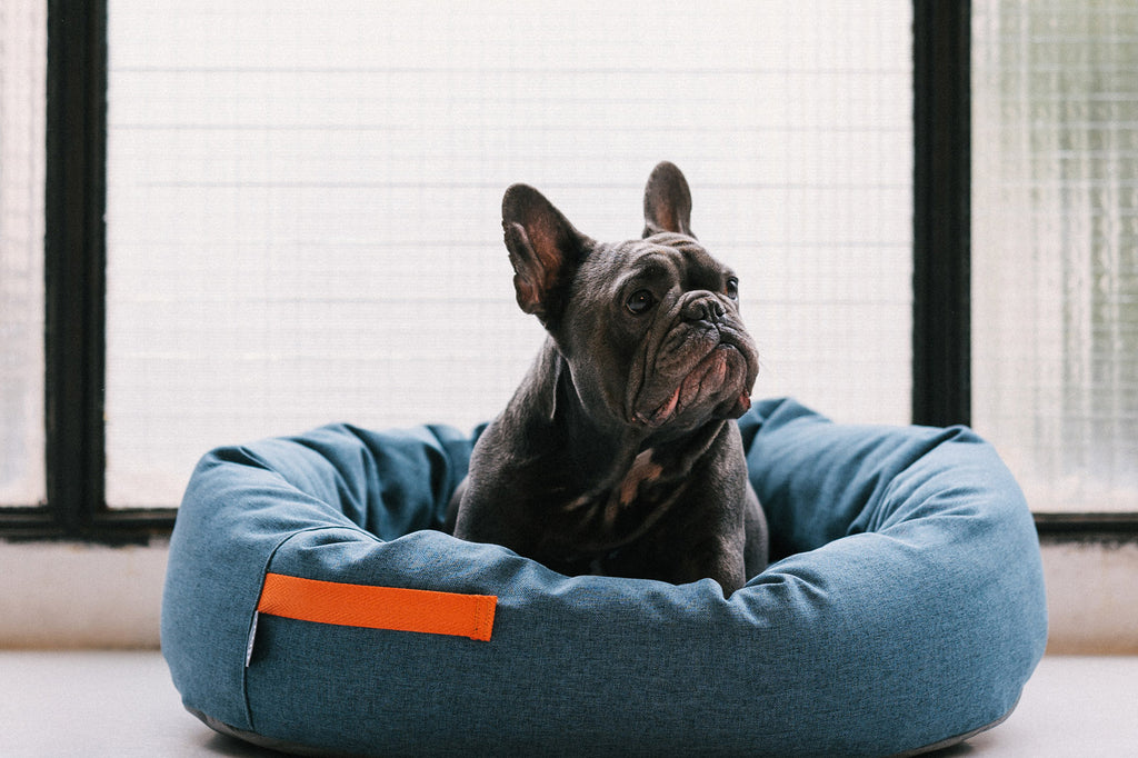 Perro Rol ᐅ La importancia de la cama para el descanso de tu perro | Consejos ...