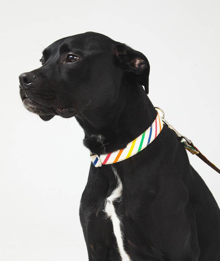 Collar Galgo Maldivas