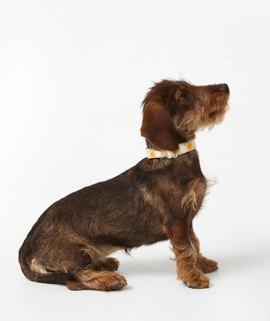 Collar perro Vichy Big